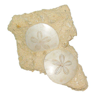 Double oursins fossile scutella sur gangue de faluns - la pièce