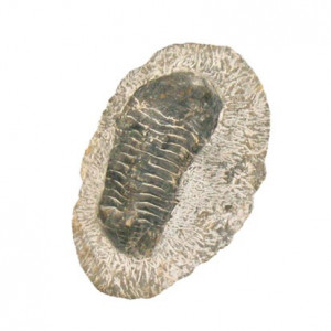 Trilobite sur gangue