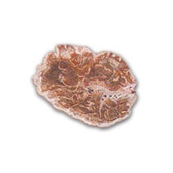 Bois Fossile Talon