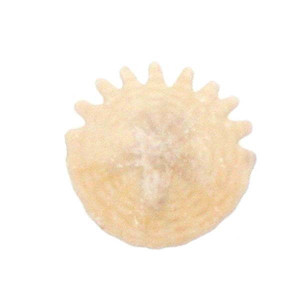 Oursin fossile - Mauritanie - lot 10 pièces