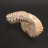 Fossile de bivalve « Rastellum carinatum » - Madagascar - la pièce