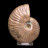 Ammonite nacrée semi-polie - Madagascar - la pièce