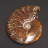 Ammonite « fougère » entière polie - Madagascar - la pièce