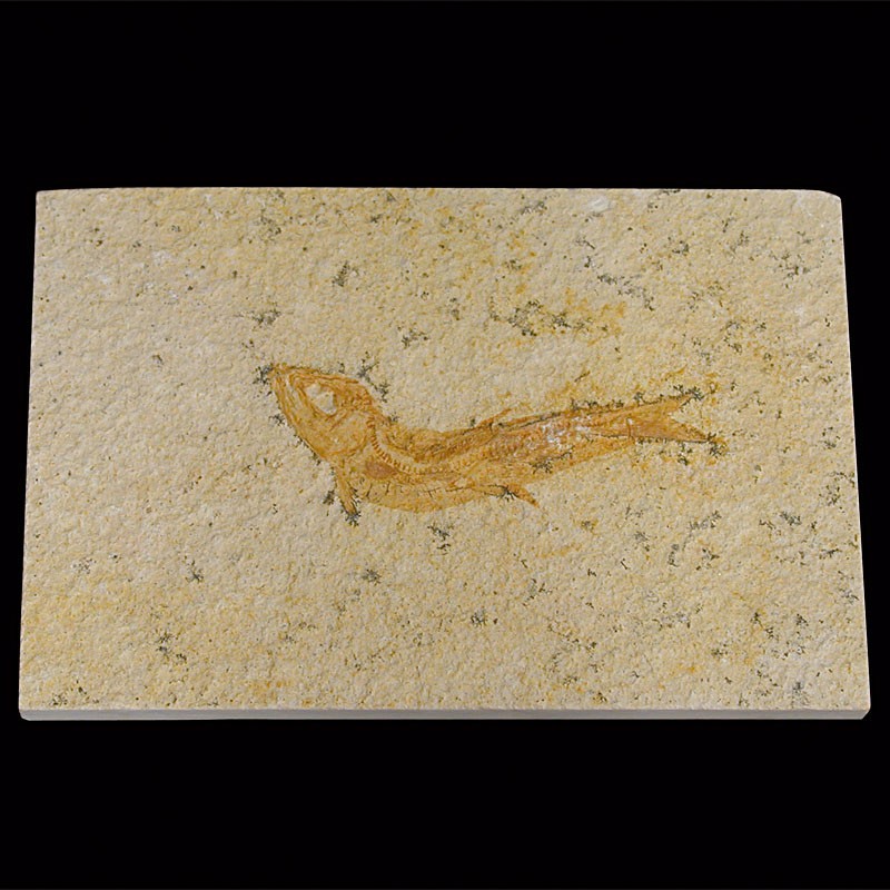Poisson fossilisé - Solnhofen - la pièce