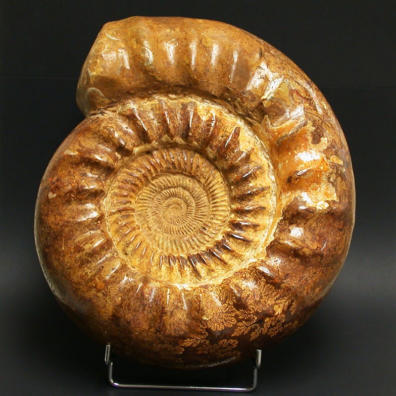 Ammonite Perisphinctes - Madagascar - 20130524_01