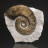 Ammonite Crioceras Duvali France
