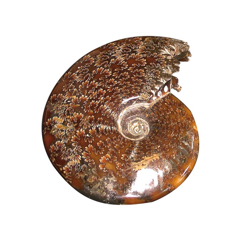 Ammonite - Madagascar - Pièce unique - 201801_06