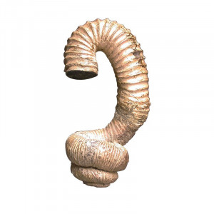 Ammonite déroulée Nostoceras - Madagascar - Pièce unique - 20160301_01