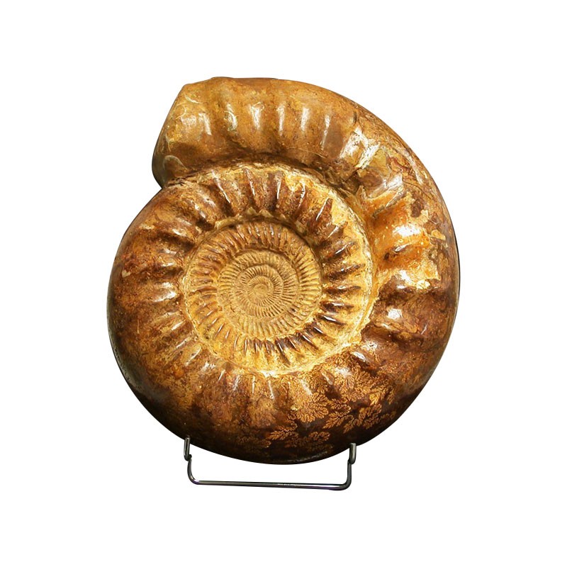 Ammonite Perisphinctes - Madagascar - 20130524_01