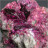 Erythrite - Maroc - Pièce unique - 201901_08