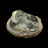 Fossile Clams sur Calcite - Pièce unique - 201912_13