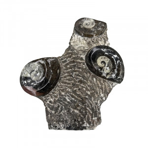 Statuette Goniatite - Pièce unique - 202506_34
