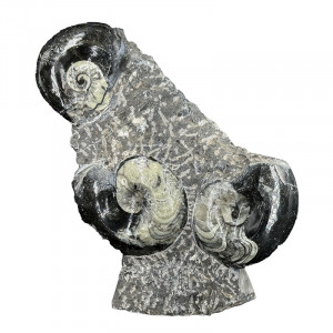 Statuette Goniatite - Pièce unique - 202507_29