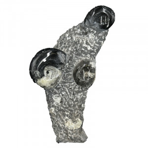 Statuette Goniatite - Pièce unique - 202507_31