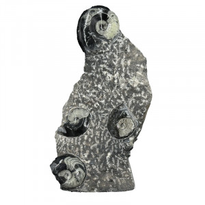 Statuette Goniatite - Pièce unique - 202507_33