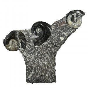 Statuette Goniatite - Pièce unique - 202507_34