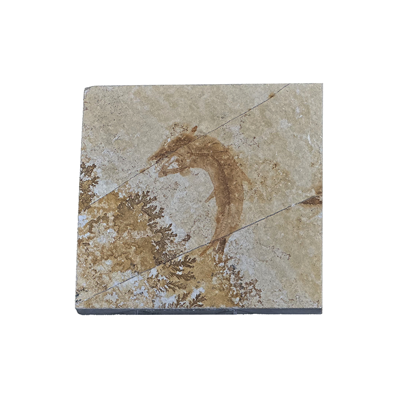 Poisson fossile - Pièce unique - 202507_50