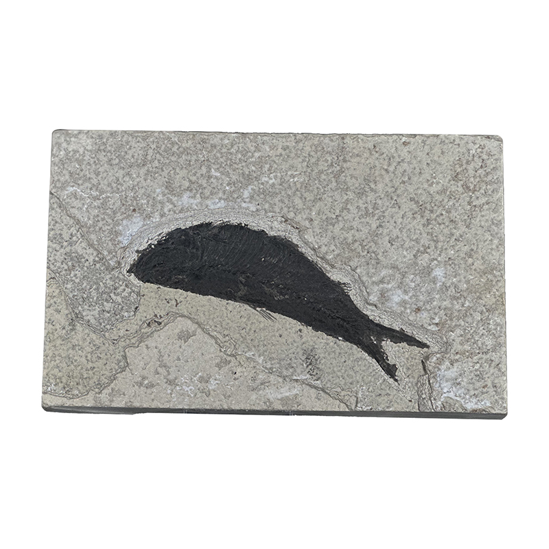 Poisson fossile - Pièce unique - 202507_51